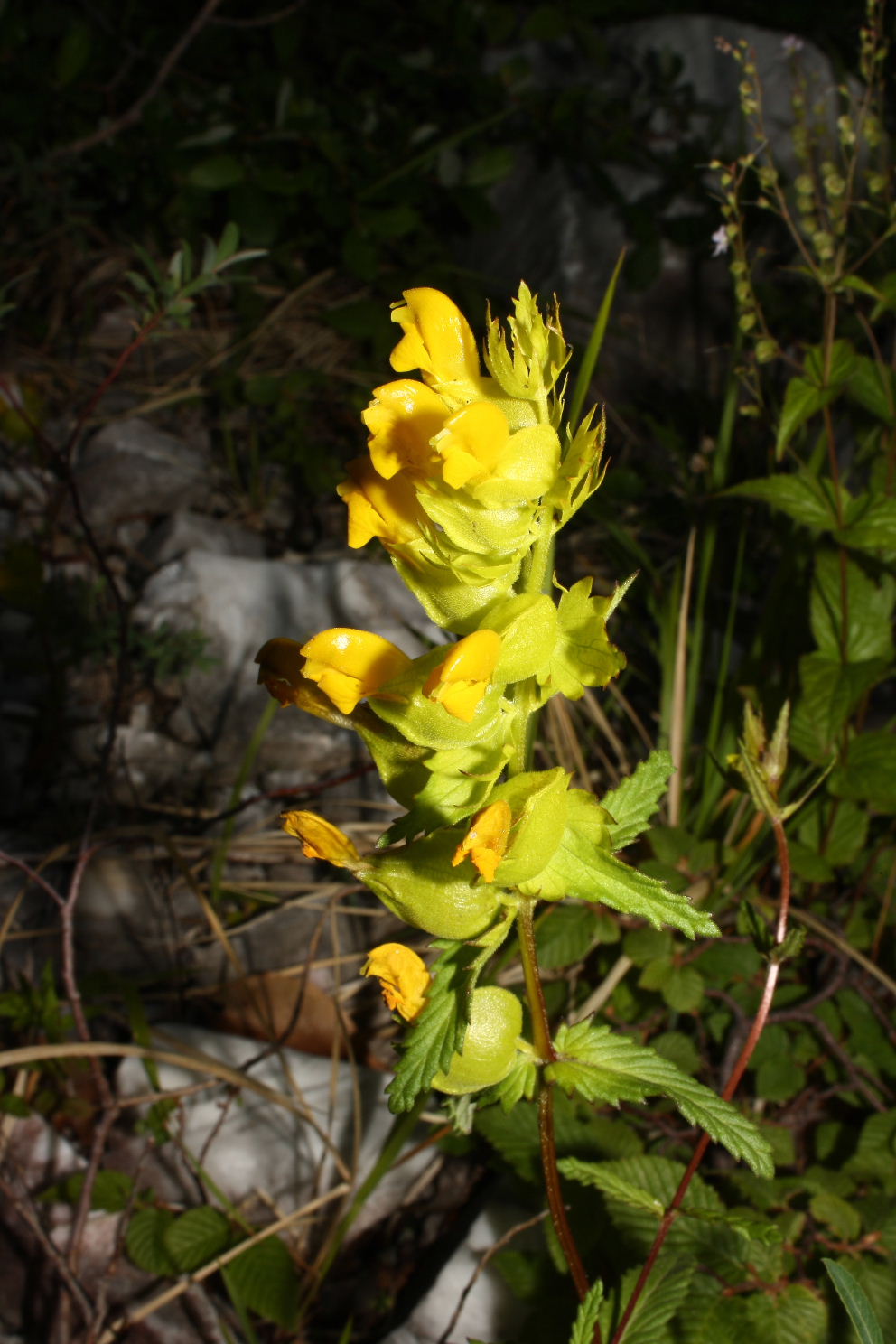 Rhinanthus apuanus / Cresta di gallo delle Apuane